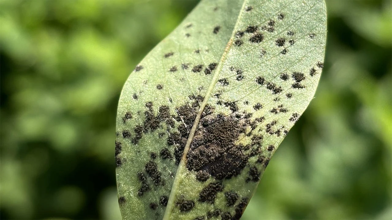Фунгіцидний захист арахісу